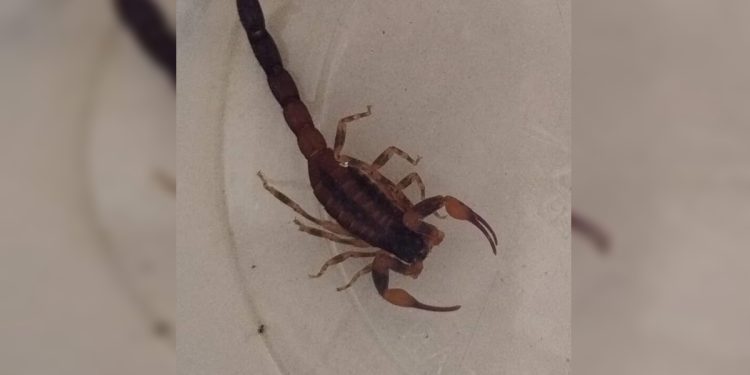 Distrito Federal registra em média 13 acidentes com escorpião por dia