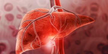 Gordura no fígado: veja qual é o limite da regeneração do órgão doente