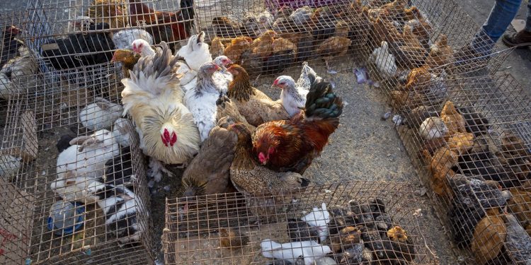 Gripe aviária pode “driblar” principal defesa do corpo, mostra estudo