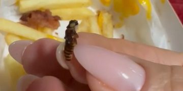 Cliente filma lanche do McDonald’s com larvas, insetos e faz denúncia