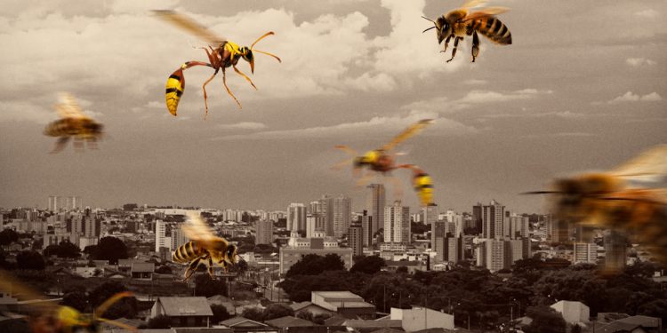 Ataques de abelhas disparam no DF; na Asa Sul, 3 pessoas ficam feridas