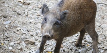 Espanha registra o 1° caso de peste suína africana em três décadas