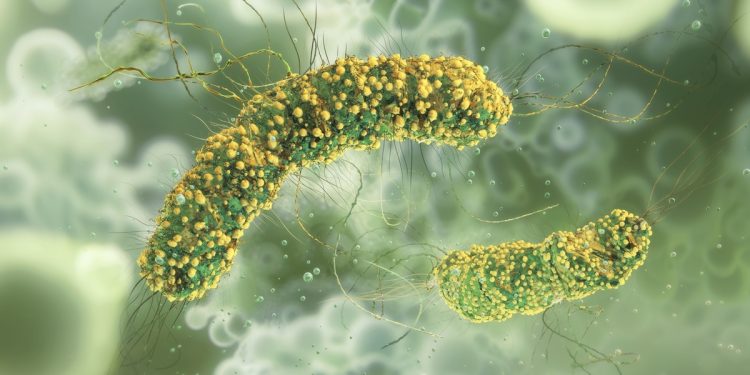 Massas instantâneas contaminadas por bactéria matam 6 pessoas nos EUA