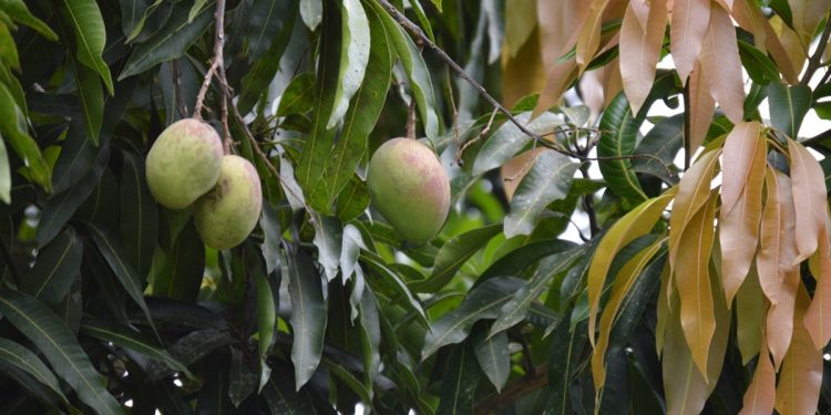 Homem morre eletrocutado ao tentar pegar manga em árvore no DF