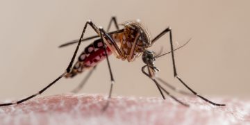 Mãe e filha missionárias morrem após contraírem malária em viagem