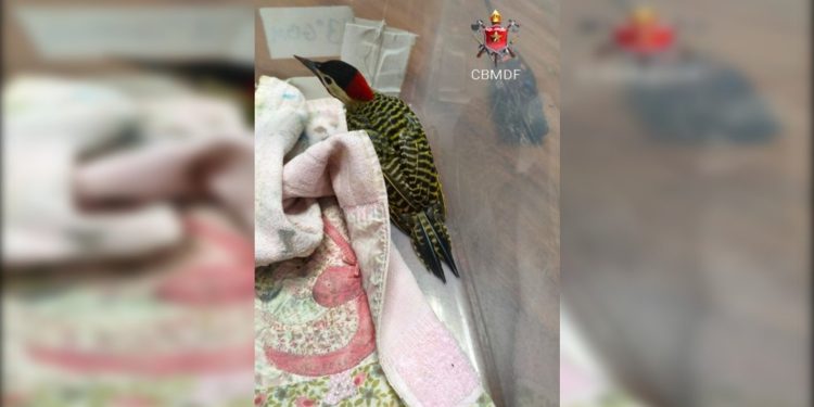 Pica-pau carijó é resgatado dentro de quartel dos Bombeiros no Guará