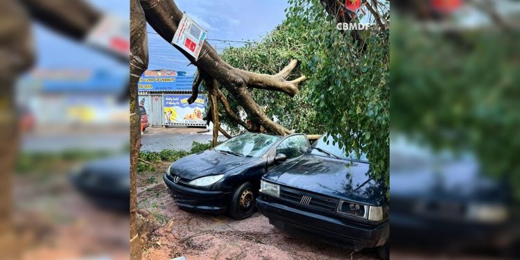 Chuva forte derruba árvores e causa estragos em casas em região do DF