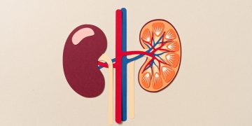 Confira 5 hábitos que sobrecarregam os rins, segundo especialistas