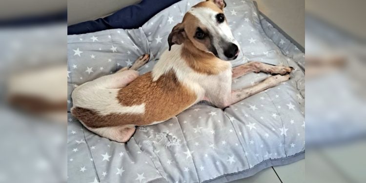 Cachorro que sumiu após ser atacado por dois cães no DF é encontrado