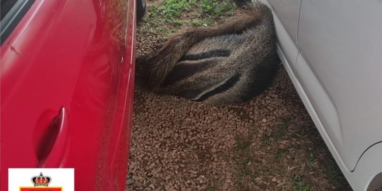 Tamanduá-bandeira é resgatado em estacionamento de área militar no DF