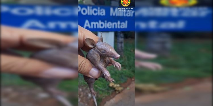 Alerta de fofura: filhote de tatu é resgatado em mansão no Lago Sul
