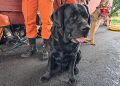 Cão do Corpo de Bombeiros localiza empresária desaparecida na Chapada