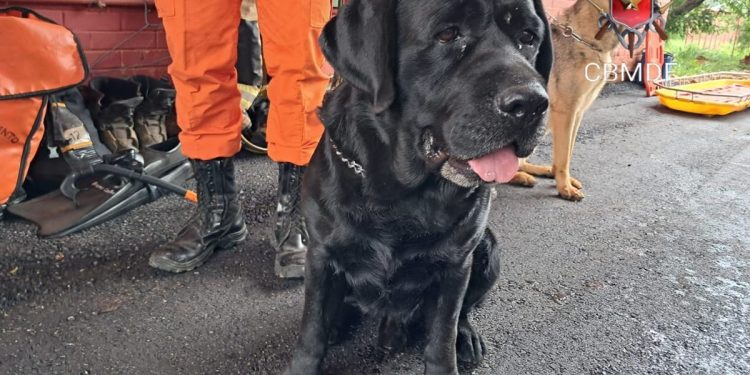 Cão do Corpo de Bombeiros localiza empresária desaparecida na Chapada
