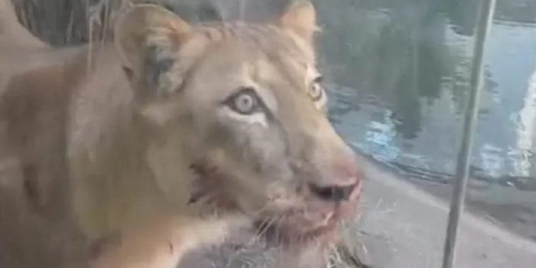 Tragédia no zoo: leoa atacou e matou homem em poucos segundos