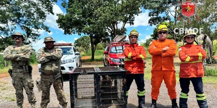Tamanduá é resgatado em banheiro de igreja no Distrito Federal