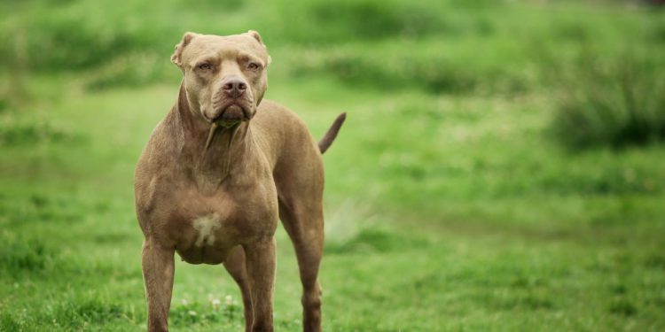 Tutor de pit-bulls que atacaram criança e PM foi preso bêbado e solto