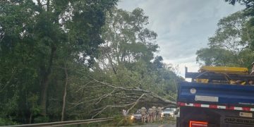 Árvore cai em cima de carro, mata homem e deixa outro ferido na BR-040