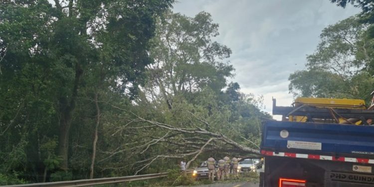 Árvore cai em cima de carro, mata homem e deixa outro ferido na BR-040
