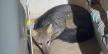 Cachorro-do-mato é resgatado em hangar no Aeroporto de Brasília