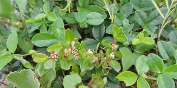 Planta brasileira mostra potencial contra inflamação e dor da artrite