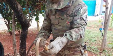 Cobra é resgatada nas dependências da UPA de Planaltina