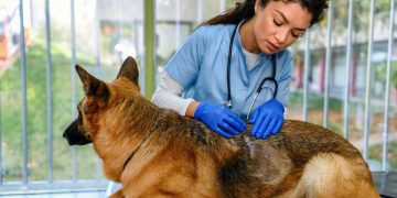 Lista de protetores de animais do DF que receberão auxílio é divulgada