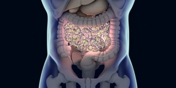 Substâncias químicas comuns podem afetar seu intestino, sugere estudo