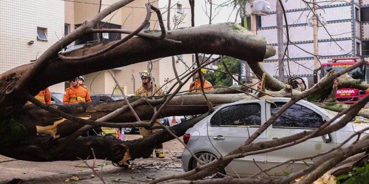 Dona de carro destruído em queda de árvore deverá ser indenizada