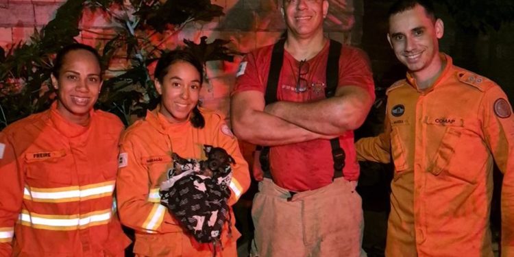 Filhote de cachorro é resgatado após cair em cisterna no DF