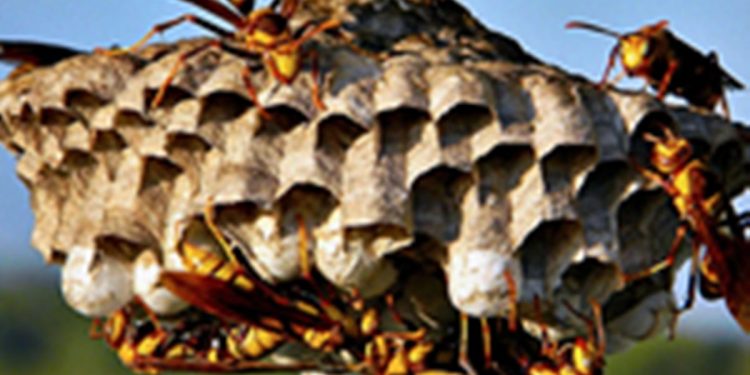 Homem morre na véspera de Natal após ser picado por marimbondos