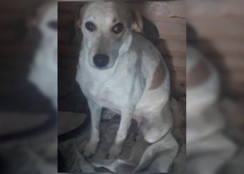 Cachorra morre ao encostar em fio no DF: “Poderia ser qualquer um”