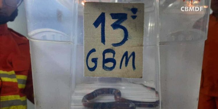 Cobra coral é capturada dentro de casa no DF e devolvida à natureza