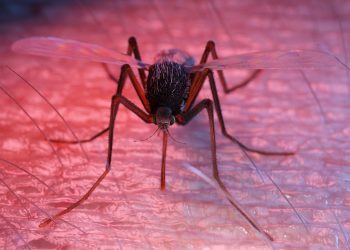 Anvisa publica registro de imunizante contra a dengue do Butantan