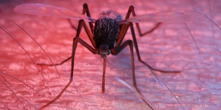 Anvisa publica registro de imunizante contra a dengue do Butantan