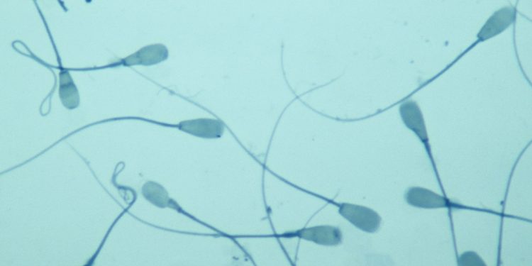 Esperma com mutação ligada ao câncer gerou 197 crianças na Europa