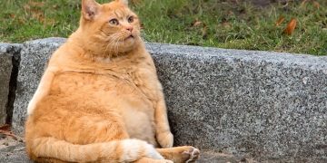 Empresa cria “caneta emagrecedora” para gatos e cachorros