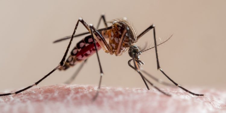 Infectologistas explicam como reconhecer os sintomas da dengue