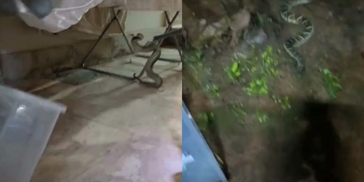 Cascavel invade casa no Park Way e é capturada por bombeiros