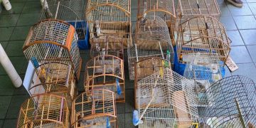 Jovem é preso com aves em cativeiro após anúncio em grupo de mensagem