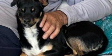 Cadê Kami? Assustada com fogos da virada, cadelinha desaparece no DF