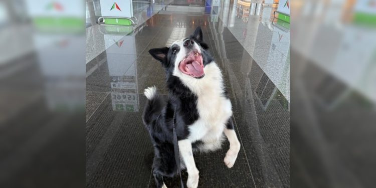 Conheça Max, border collie que vai combater o tráfico no Aeroporto JK
