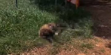 Ovelha filmada correndo assustada no Túnel Rei Pelé é encontrada morta