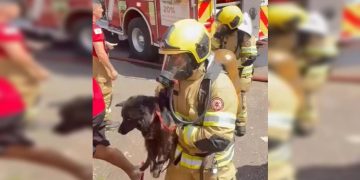 Incêndio em casa no DF mata cachorro; bombeiros salvam outros 2 pets