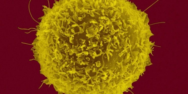 Sistema imunológico é diferente entre populações, sugere estudo