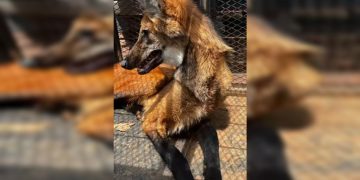 Lobo-guará preso em galinheiro de sítio é resgatado pela PMDF