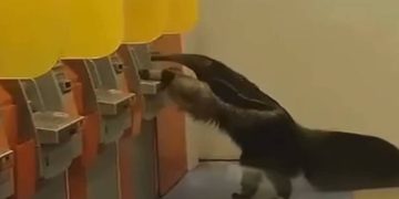 Tamanduá é flagrado “tentando sacar dinheiro” em caixa eletrônico