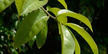 Ora-pro-nóbis: conheça os benefícios da planta para a saúde