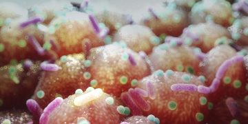 Microbactéria intestinal pode bloquear ganho de peso, sugere estudo