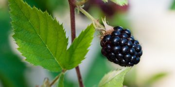 Nutricionistas listam benefícios e como fazer o suco de folha de amora