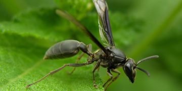 Veneno de marimbondo vira arma contra o Alzheimer em pesquisa da UnB